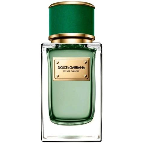 dolce & gabbana velvet cypress buy
